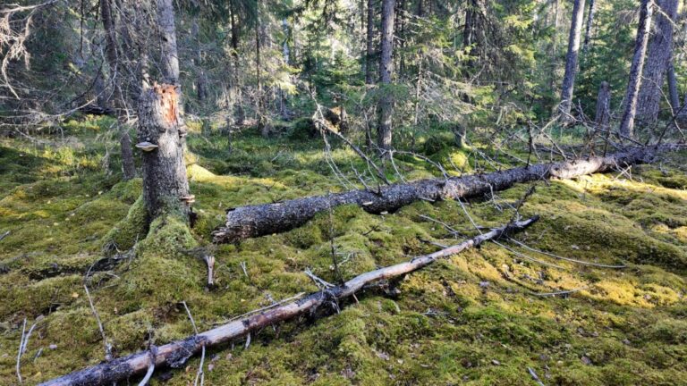 Skydda Skogen och Skogsvärn Näsåker/Skogsnäs leder en exkursion ut i en tätortsnära skog där föreningarna har stoppat en planerad avverkning.